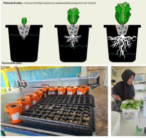 Teknologi hidroponik sederhana untuk pertanian minim input pada Pulau Gebe, Halmahera Tengah